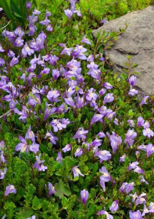 MAZUS